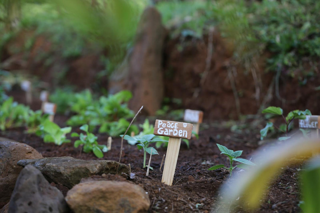 How to live closer to nature